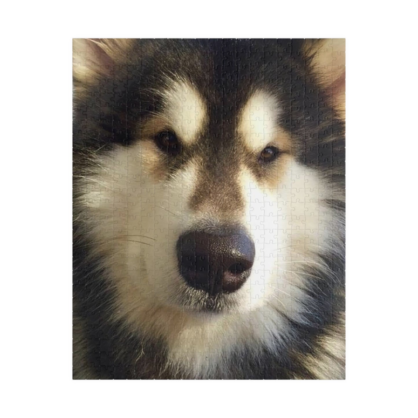 Becha Alaskan Malamute Puzzle (110, 252, 500, 1014-piece)