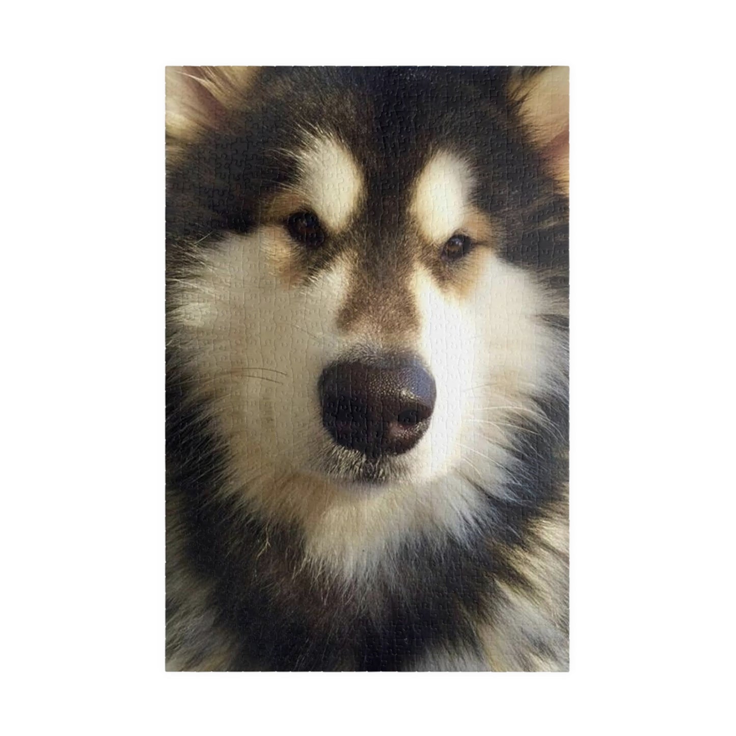 Becha Alaskan Malamute Puzzle (110, 252, 500, 1014-piece)