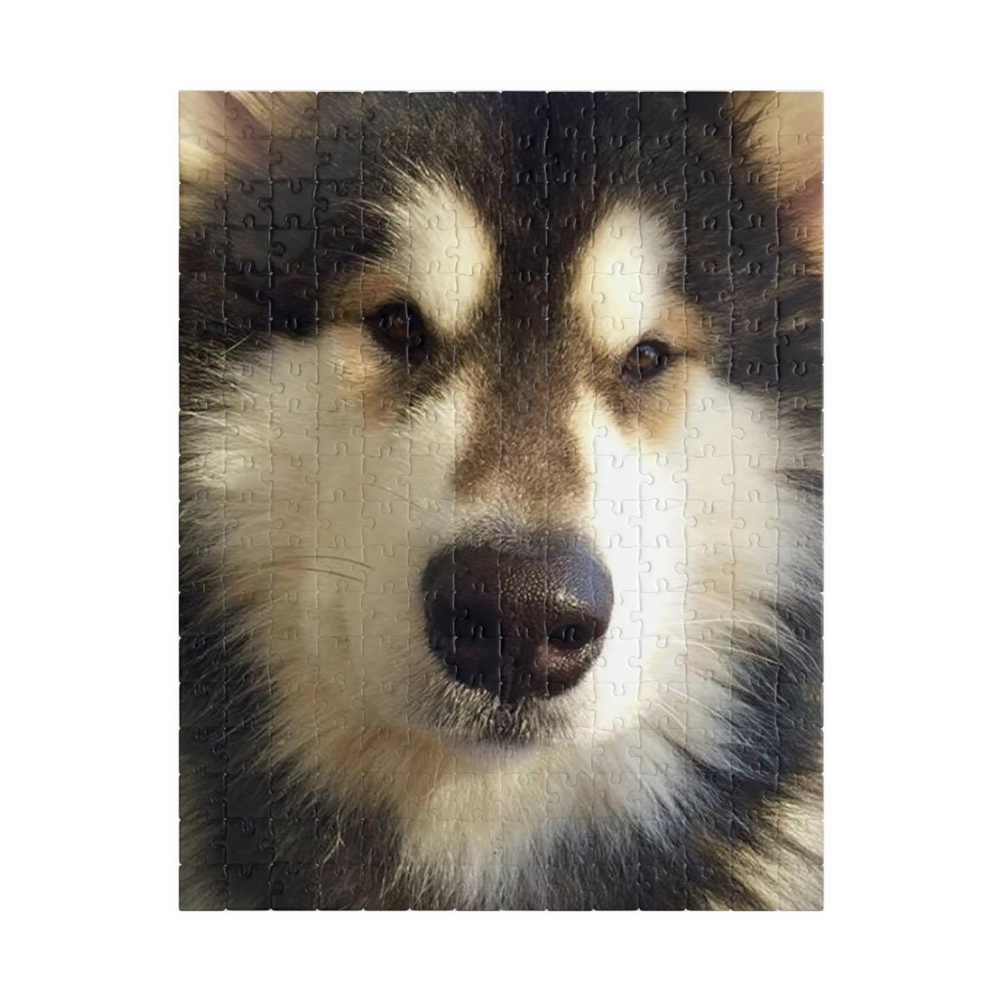 Becha Alaskan Malamute Puzzle (110, 252, 500, 1014-piece)